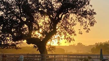 Een grote boom met een metalen hek op de voorgrond en een zonsondergang op de achtergrond.