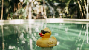 A duck floating in a clear pool surrounded by lush greenery. - Hostel Oryx Tulum (Tulum)