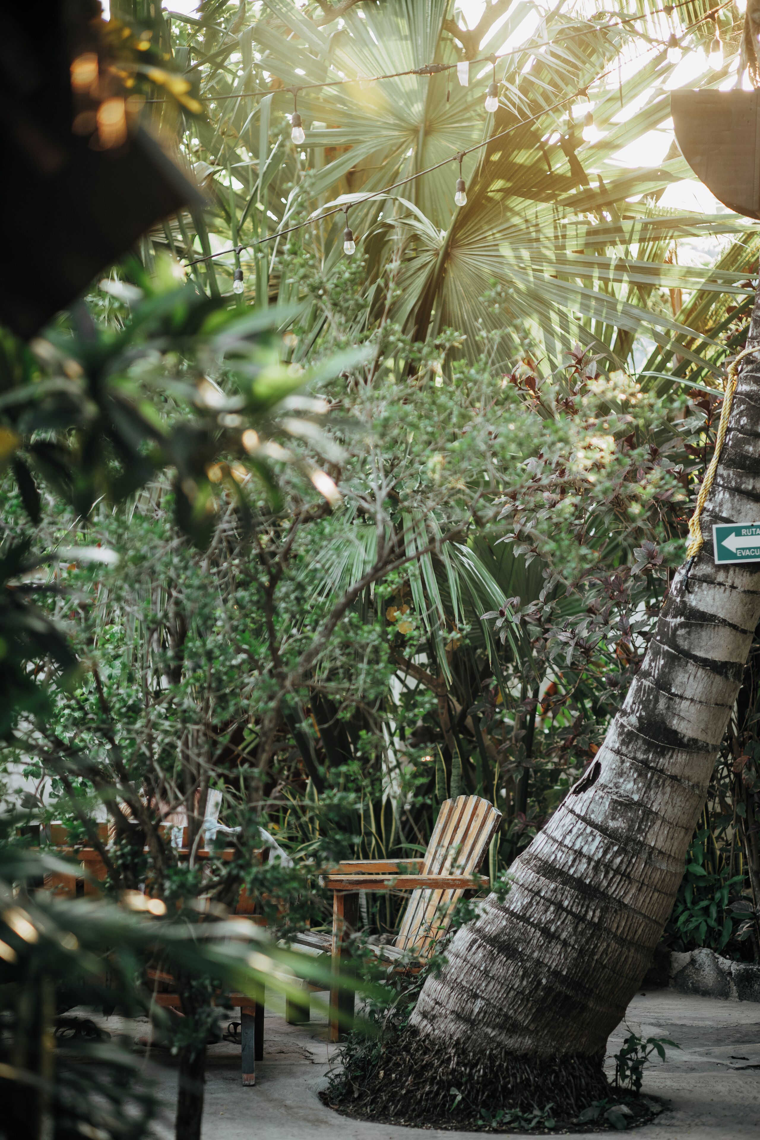 A tropical indoor garden with a wooden chair and a rope sign indicating an evacuation route.