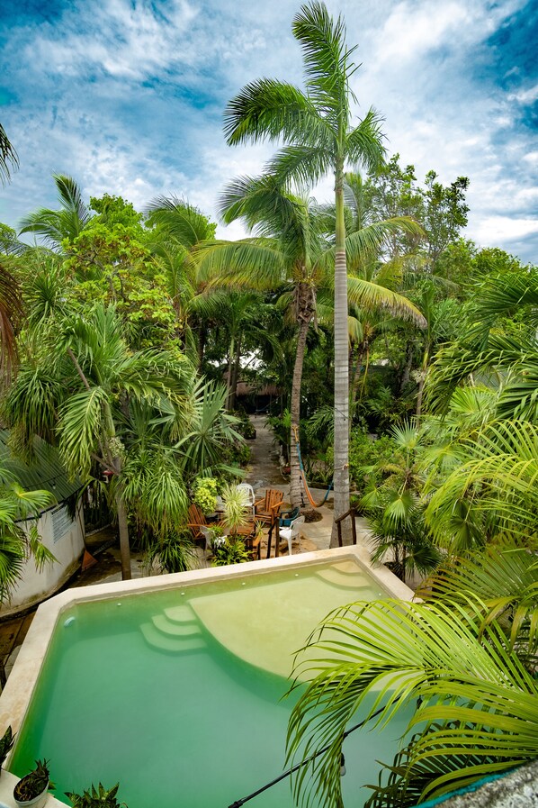 A pool surrounded by lush tropical vegetation, including palm trees and various green plants.