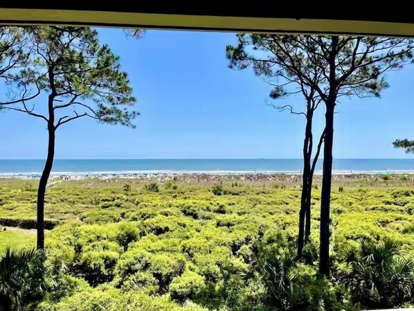 A view of a beach with pine trees and a clear sky.