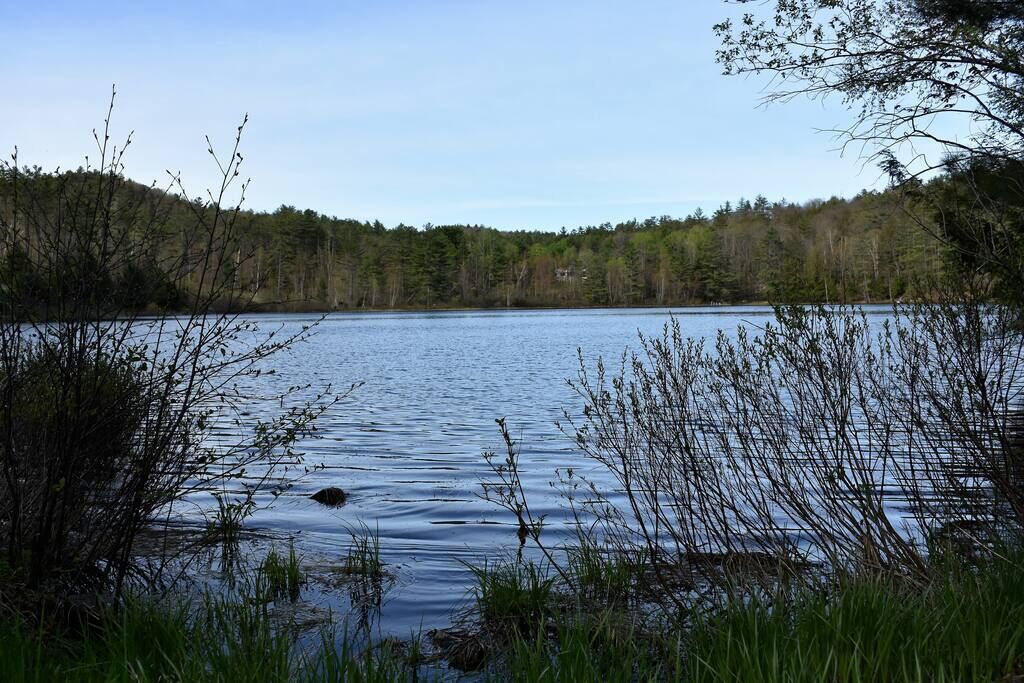 A calm lake surrounded by dense forest.