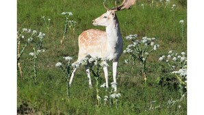 A deer with large antlers in a grassy field with white flowers.