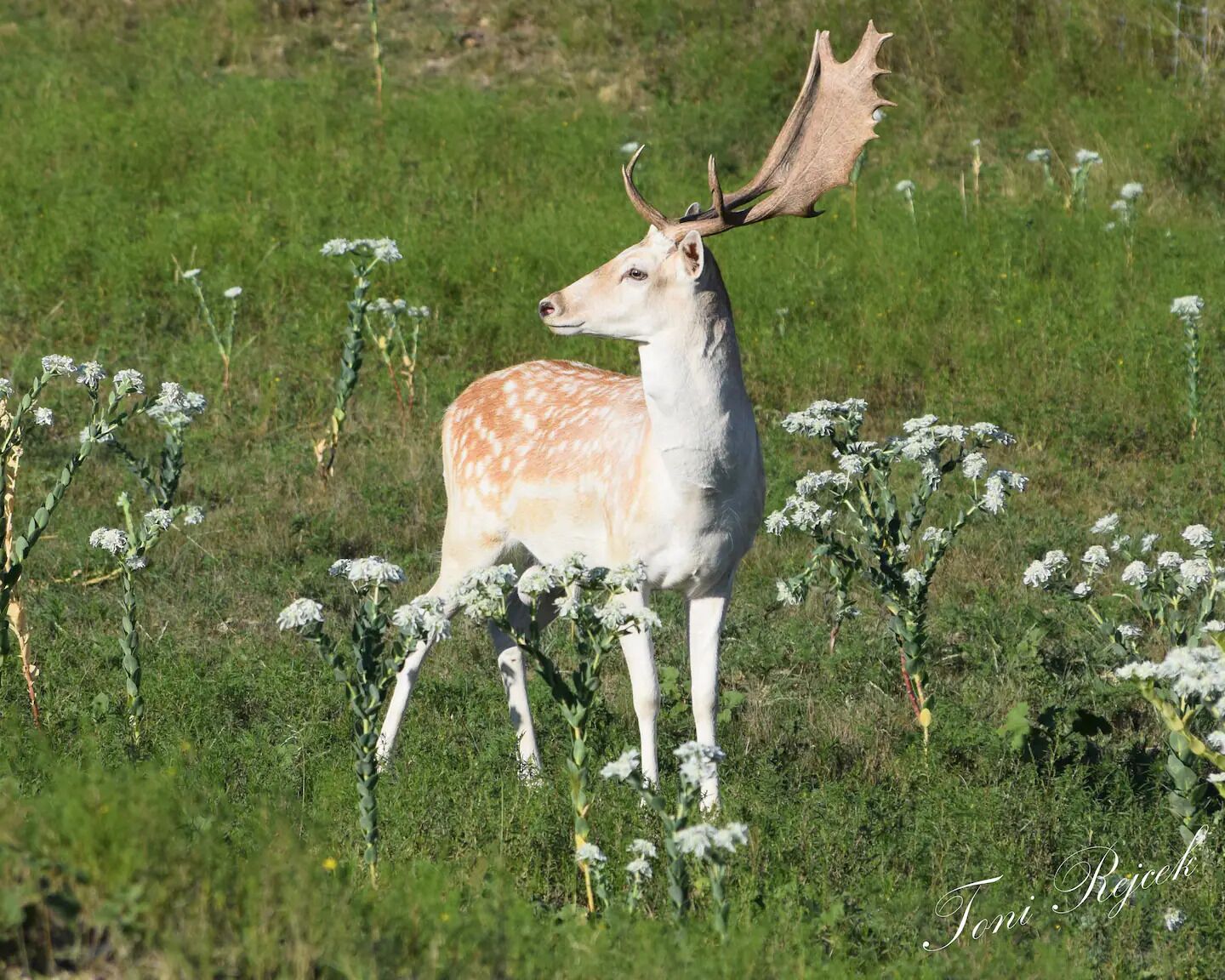 Ein Hirsch mit großen Geweihen in einer blühenden Wiese.