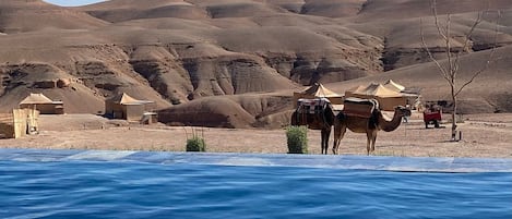 2 outdoor pools, open 9:00 AM to 6:00 PM, free cabanas, pool umbrellas