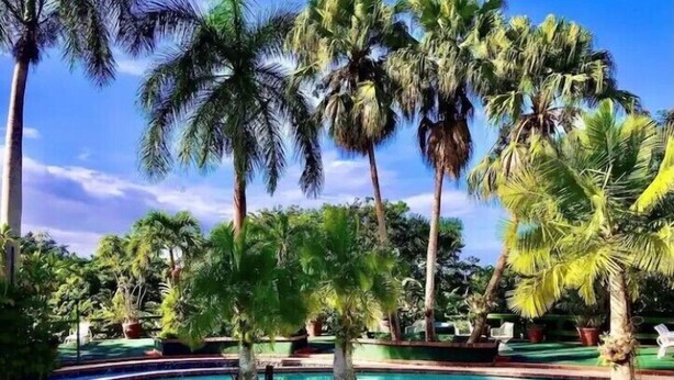 Ein Poolbereich mit Palmen und blauem Himmel.