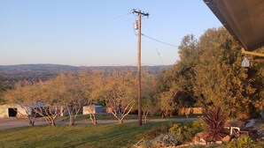 Une cour gazonnée avec des arbres et un poteau électrique.