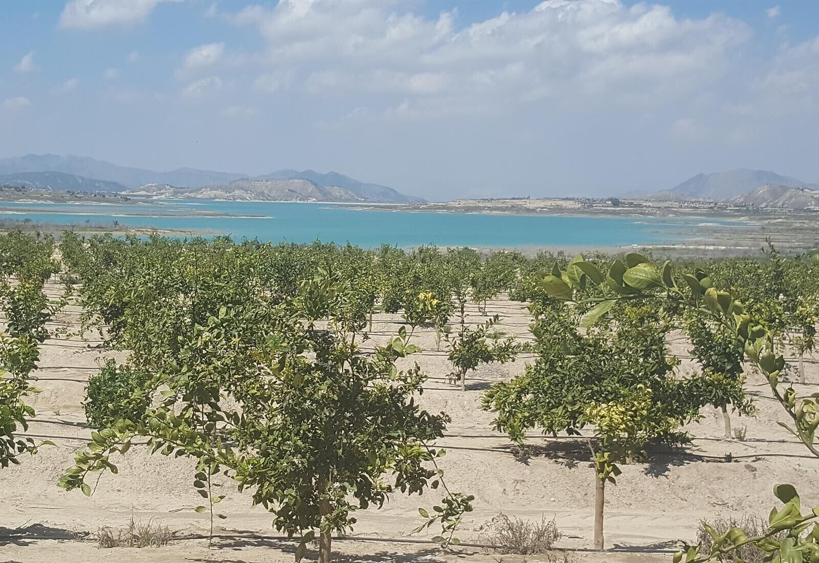 A vineyard with rows of trees and a distant body of water.