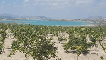 A vineyard with rows of trees and a distant body of water.