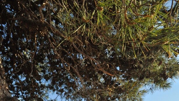 Une vue côtière avec une plage, l’océan et un arbre au premier plan.