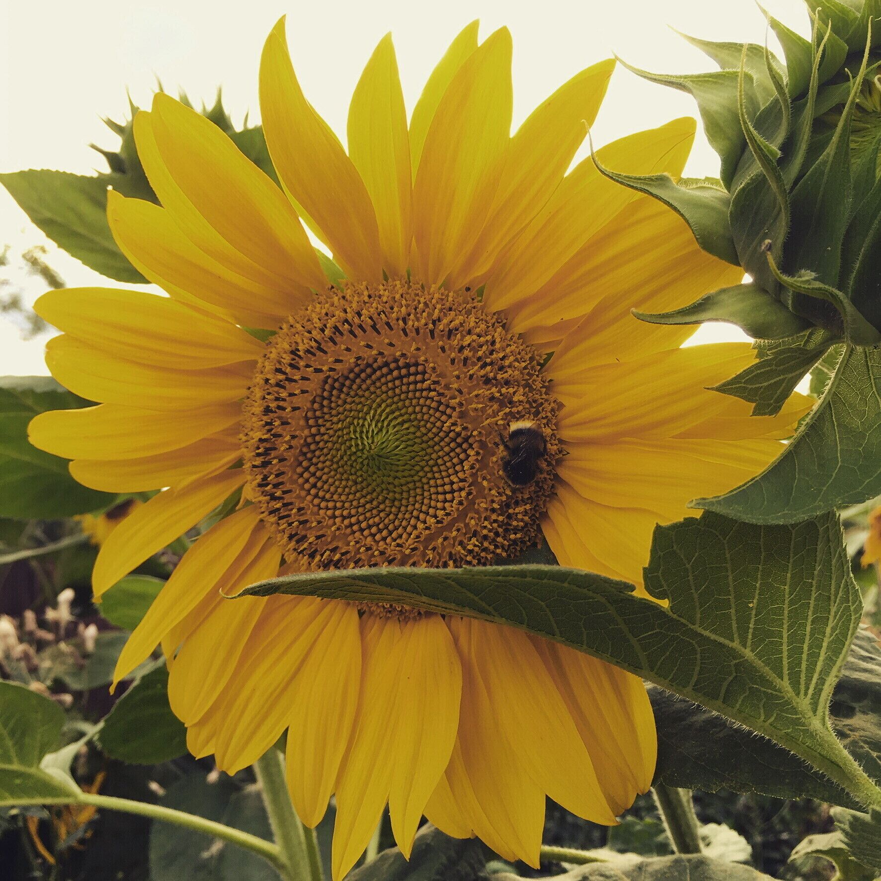 Eine Sonnenblume mit einer Biene darauf.