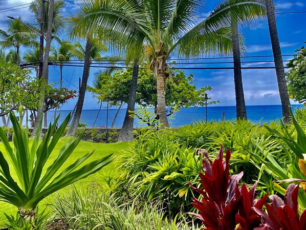 Property grounds - YOUR HAWAIIAN TROPICAL GARDEN VIEW STUDIO - KONA ISLANDER INN CONDOS by RedAwning (Kailua-Kona)