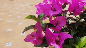 A courtyard with a potted bougainvillea plant and tiled flooring. - Hotel Catedral Cuernavaca (Cuernavaca)