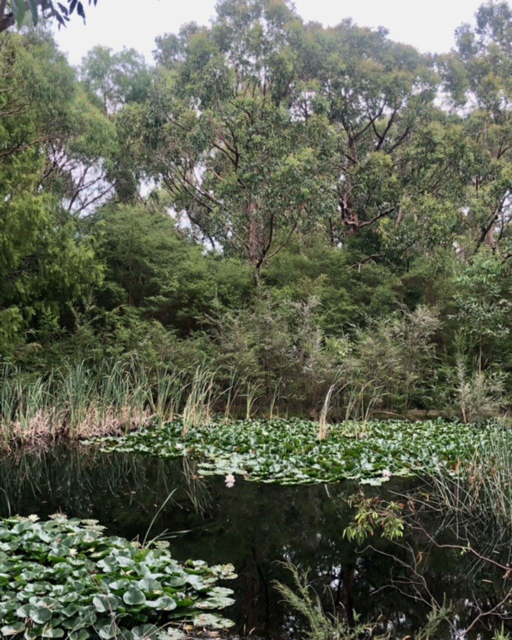A natural landscape with a pond surrounded by dense foliage and trees.