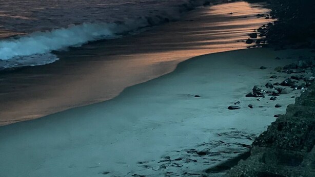 Ein Strand mit Wellen, einem Sonnenuntergang und einer Palme.