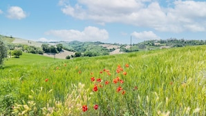 Un champ parsemé de coquelicots rouges et recouvert d’herbe verte, sous un ciel dégagé.