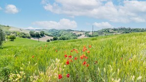 A field with red poppies and green grass under a clear sky. - Holiday home in Torchiaro with garden (Torchiaro)