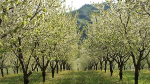 Un huerto con filas de árboles, un campo cubierto de hierba y una colina al fondo.