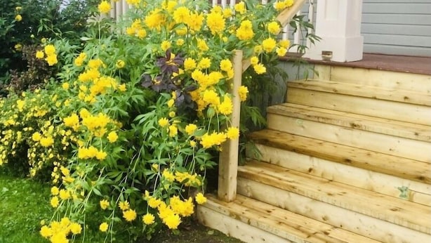 A wooden staircase with a white railing, surrounded by yellow flowering plants. - The Carriage House Inn (Grand Falls - Windsor)