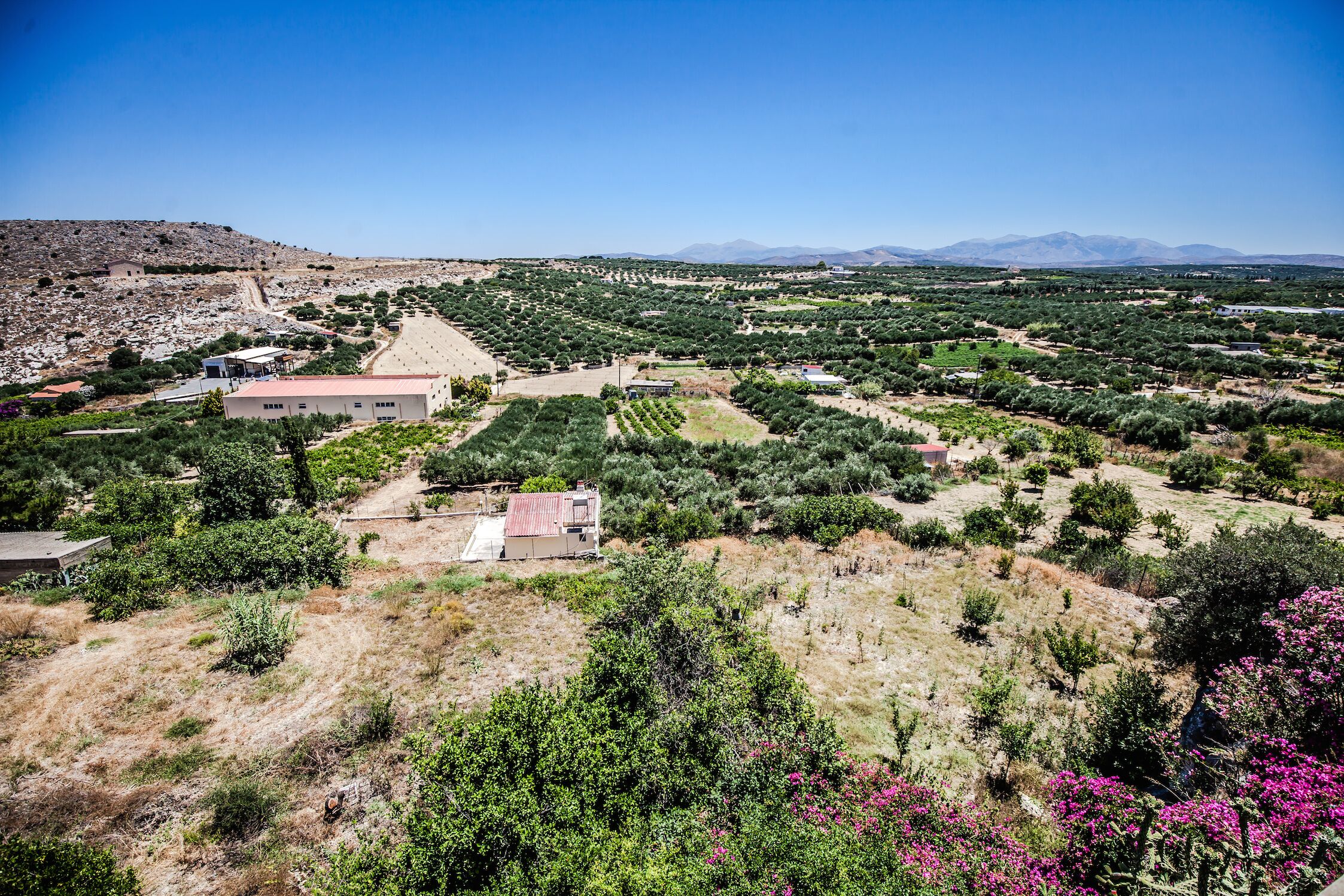 A rural landscape with olive groves, a few buildings, and distant mountains under a clear sky.