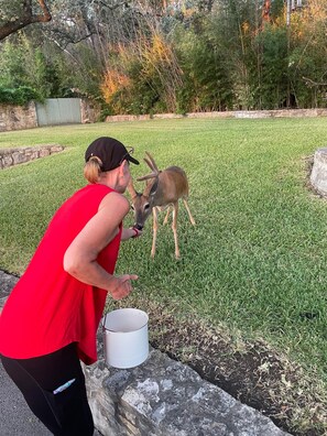 A person in a red shirt and black cap feeding a deer in a grassy yard with a stone wall and a metal container.