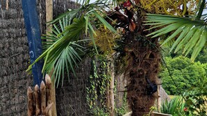 Un jardin agrémenté d’une sculpture en bois, de roses rouges et d’un palmier.