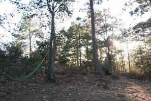 Escape to a serene forest setting, where a hammock invites relaxation and peaceful walks await.