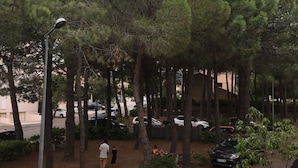 Un estacionamiento con varios autos, rodeado de altos pinos.