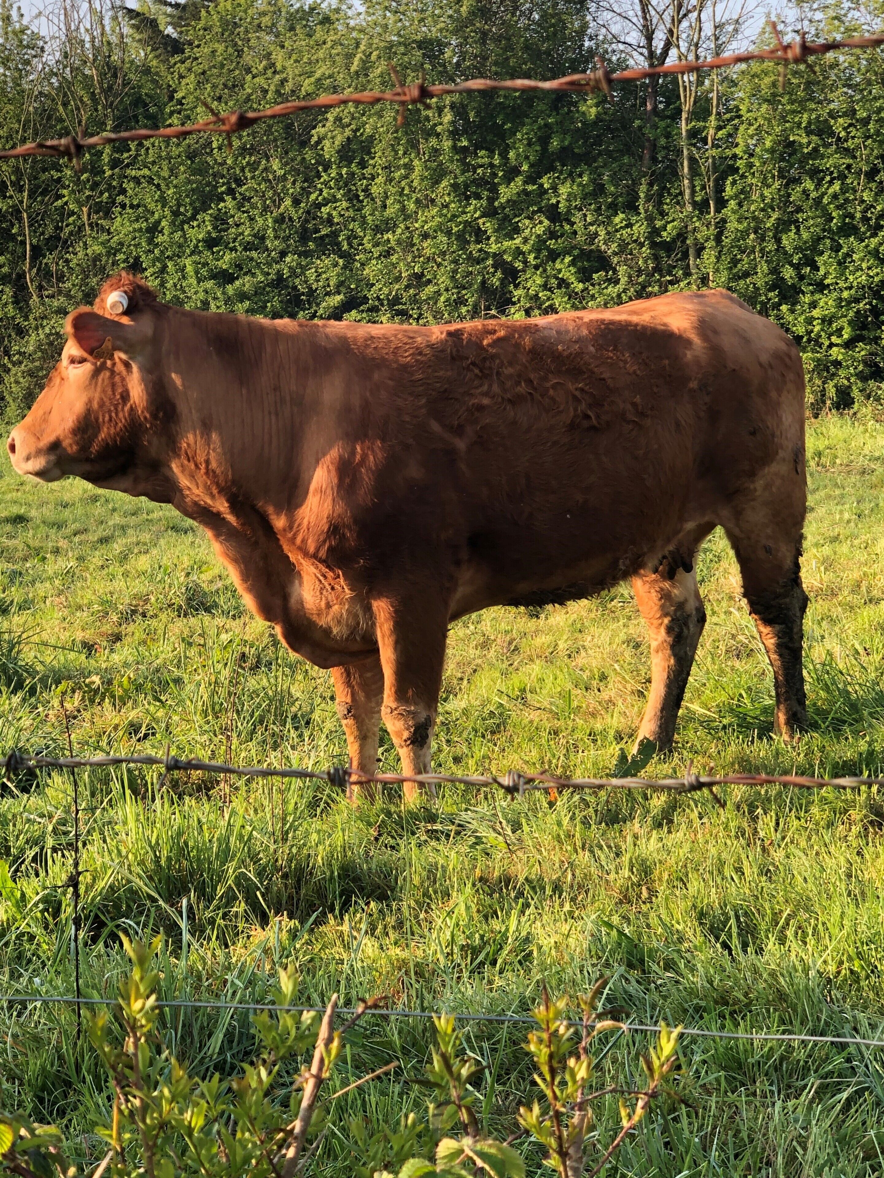 A cow standing in a grassy field with a barbed wire fence in the foreground.