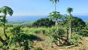 Ein Weinberg mit Rebenreihen und im Hintergrund ein freier Blick auf das Meer.