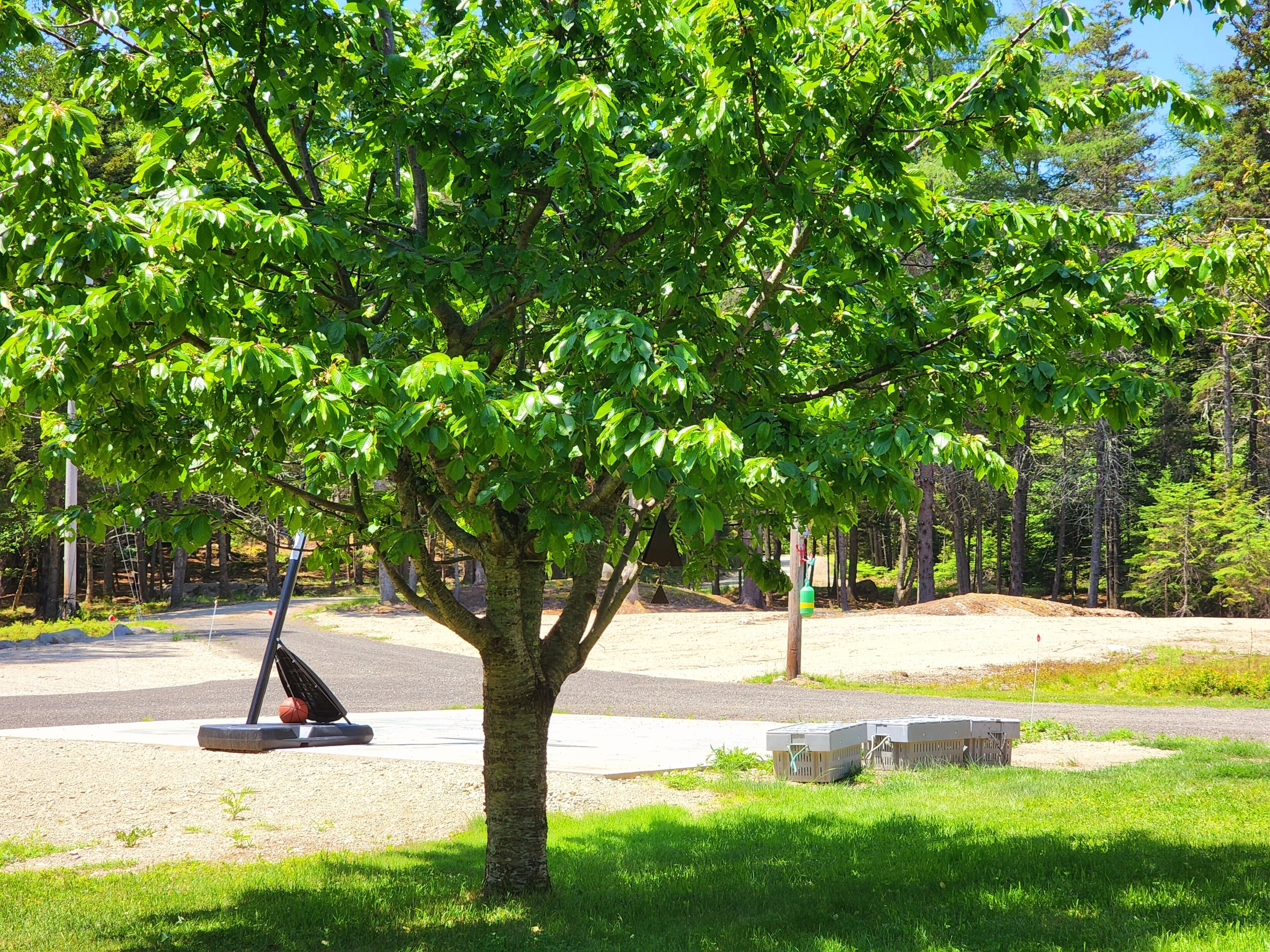 A tree-lined park with a paved path, benches, and a basketball hoop.