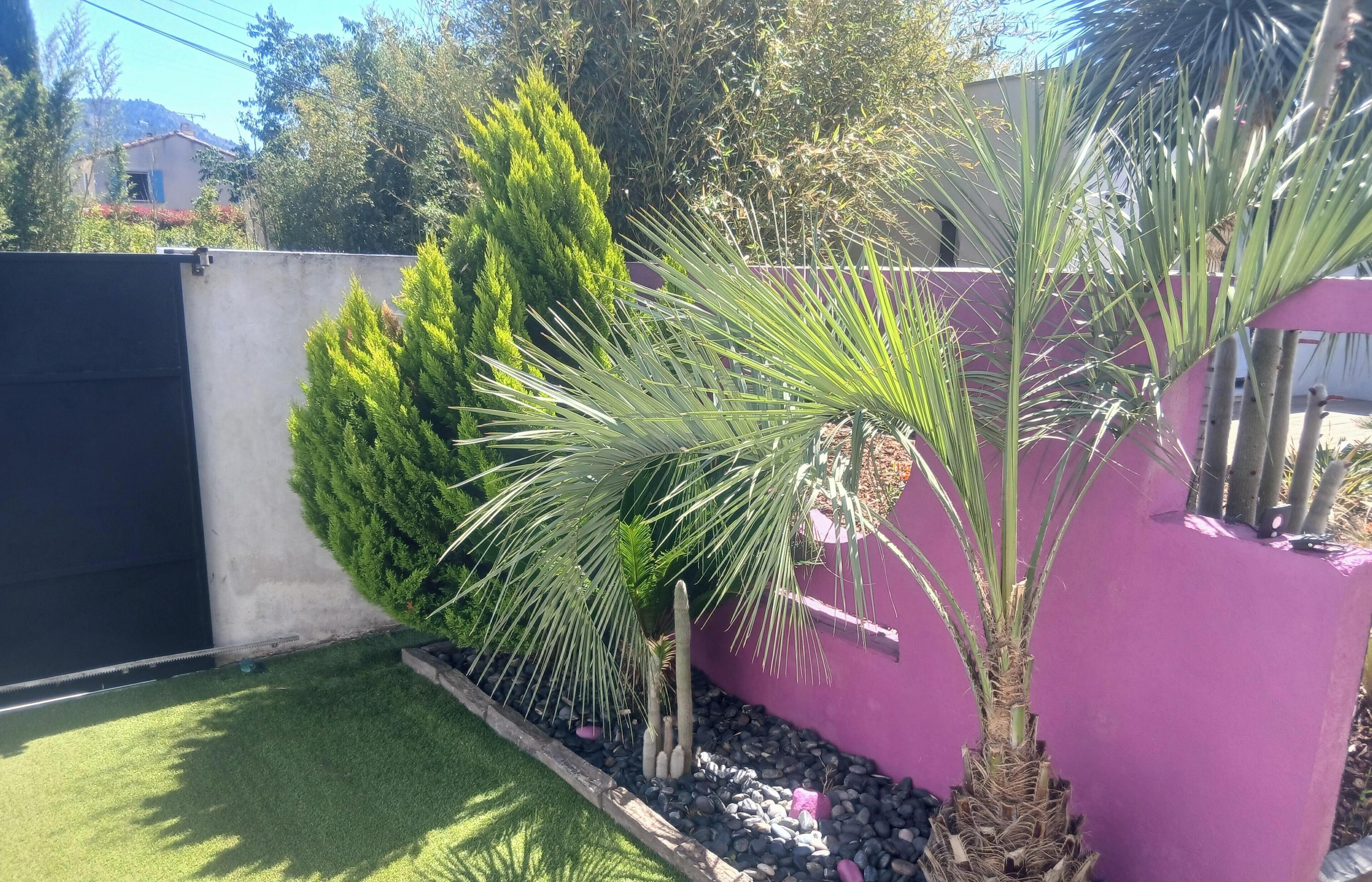A garden with a palm tree, a conifer, and a purple wall.