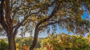 A large tree with a swing hanging from its branches, a small table with a jar on it, and a clear blue sky in the background.
