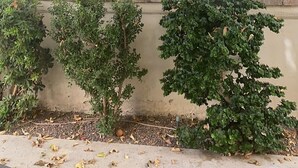 Un espace extérieur abrité, avec un arbre fruitier, entouré de divers arbustes et d’un mur en béton.
