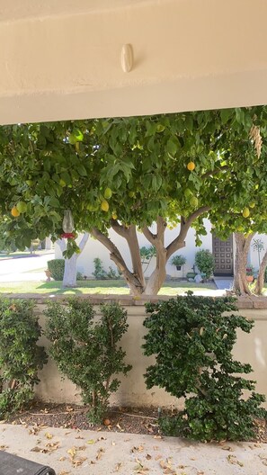 Exterior detail - Modern, spacious, great location, fab pools (Palm Springs)