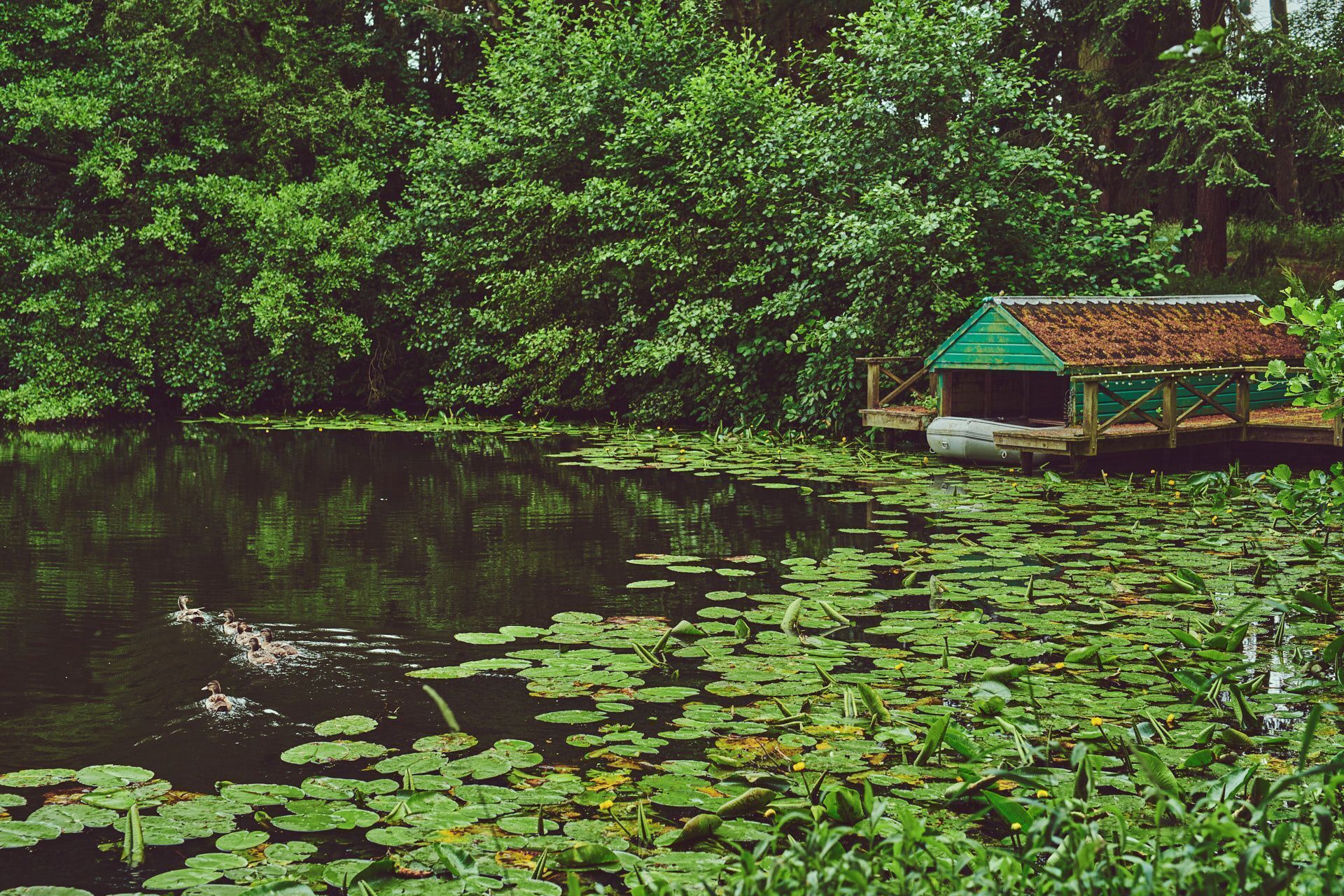 A tranquil pond with lily pads and a small wooden structure with a green roof.