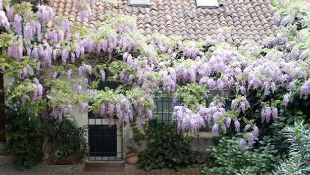 Un edificio con techo de tejas, una reja negra y enredaderas moradas en flor.