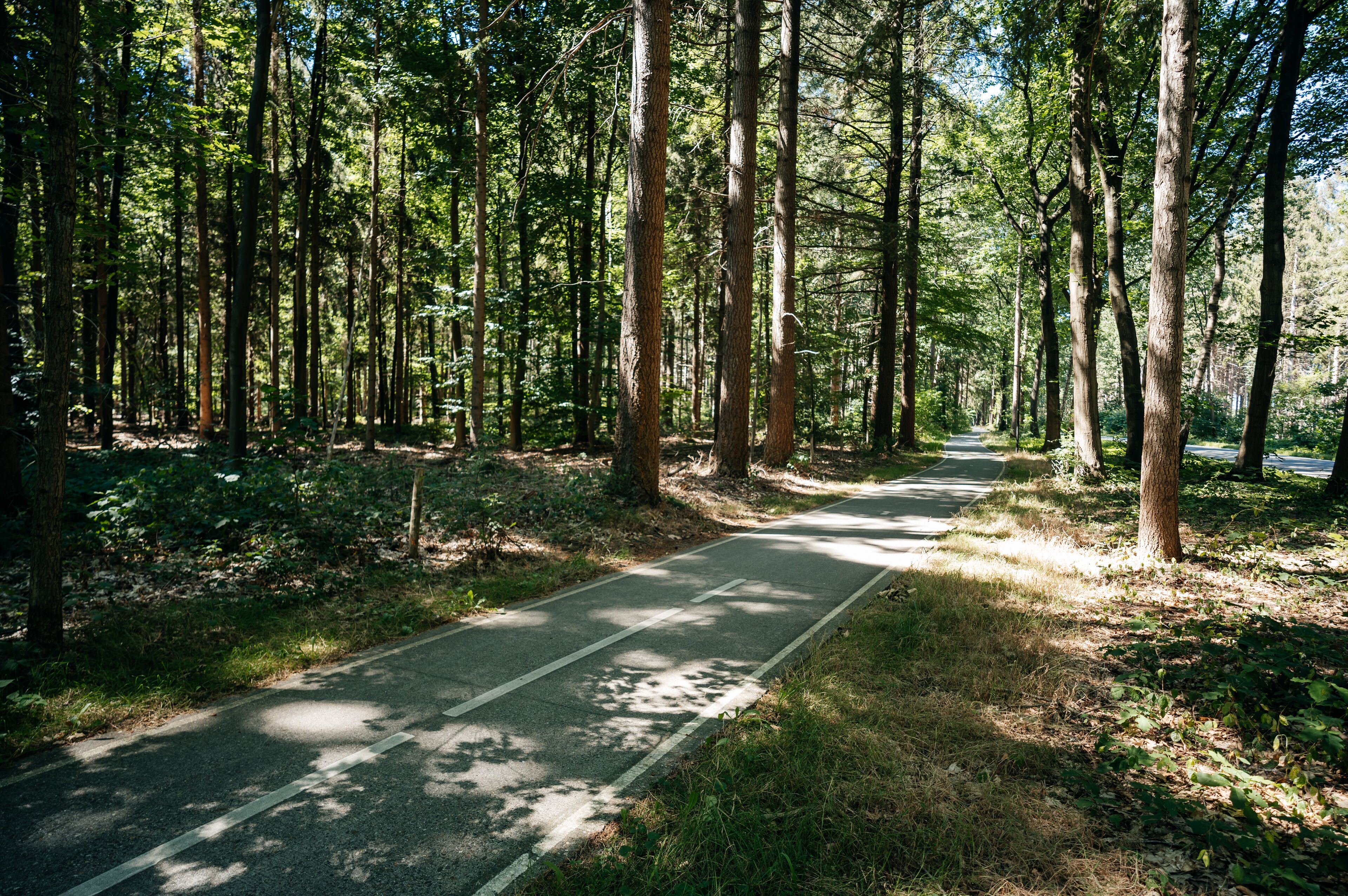 Ein gepflasterter Weg in einem bewaldeten Gebiet mit hohen Bäumen und blauem Himmel.