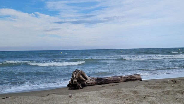 Une plage avec un tronc d’arbre échoué sur le sable, et l’océan en arrière-plan.