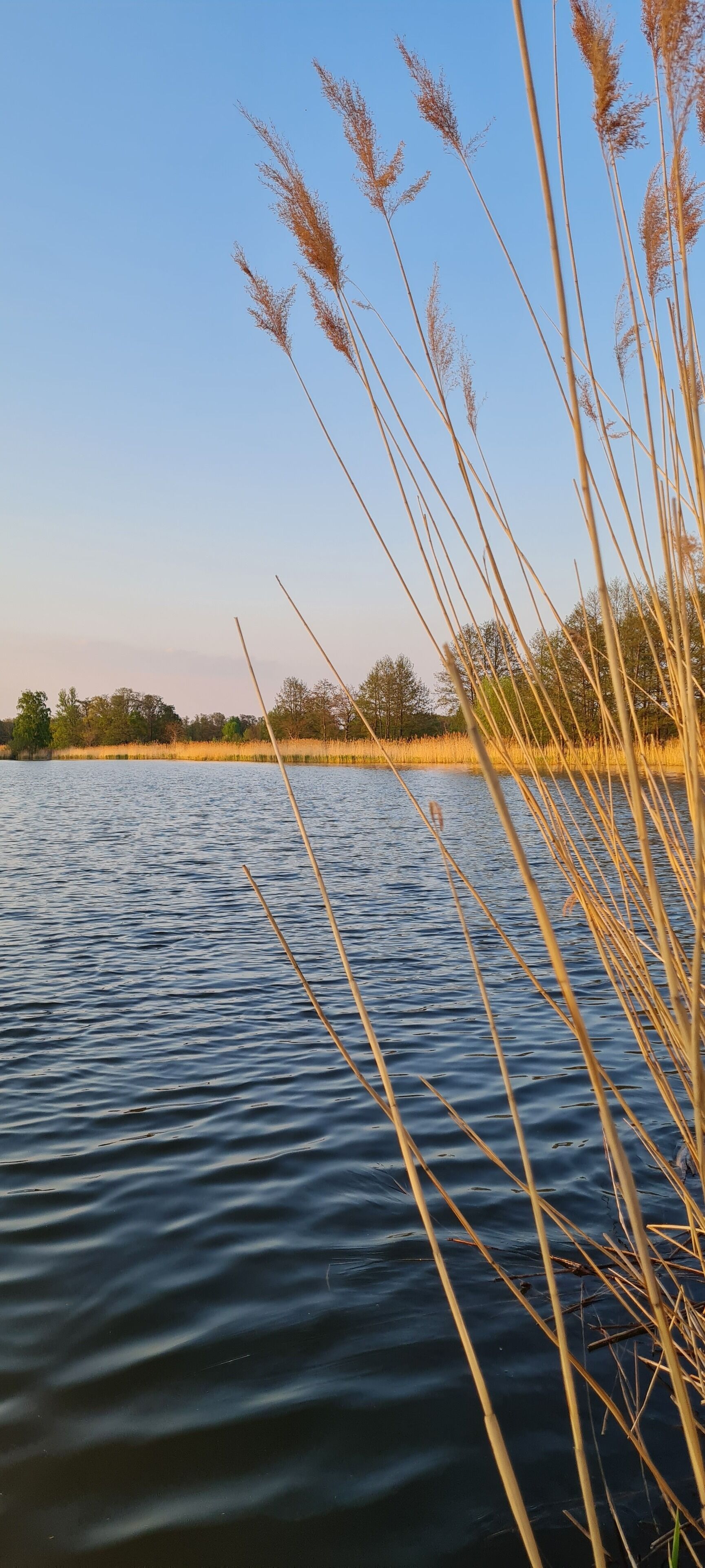 Een rustig meer met hoge rietkragen op de voorgrond en bomen in de verte.