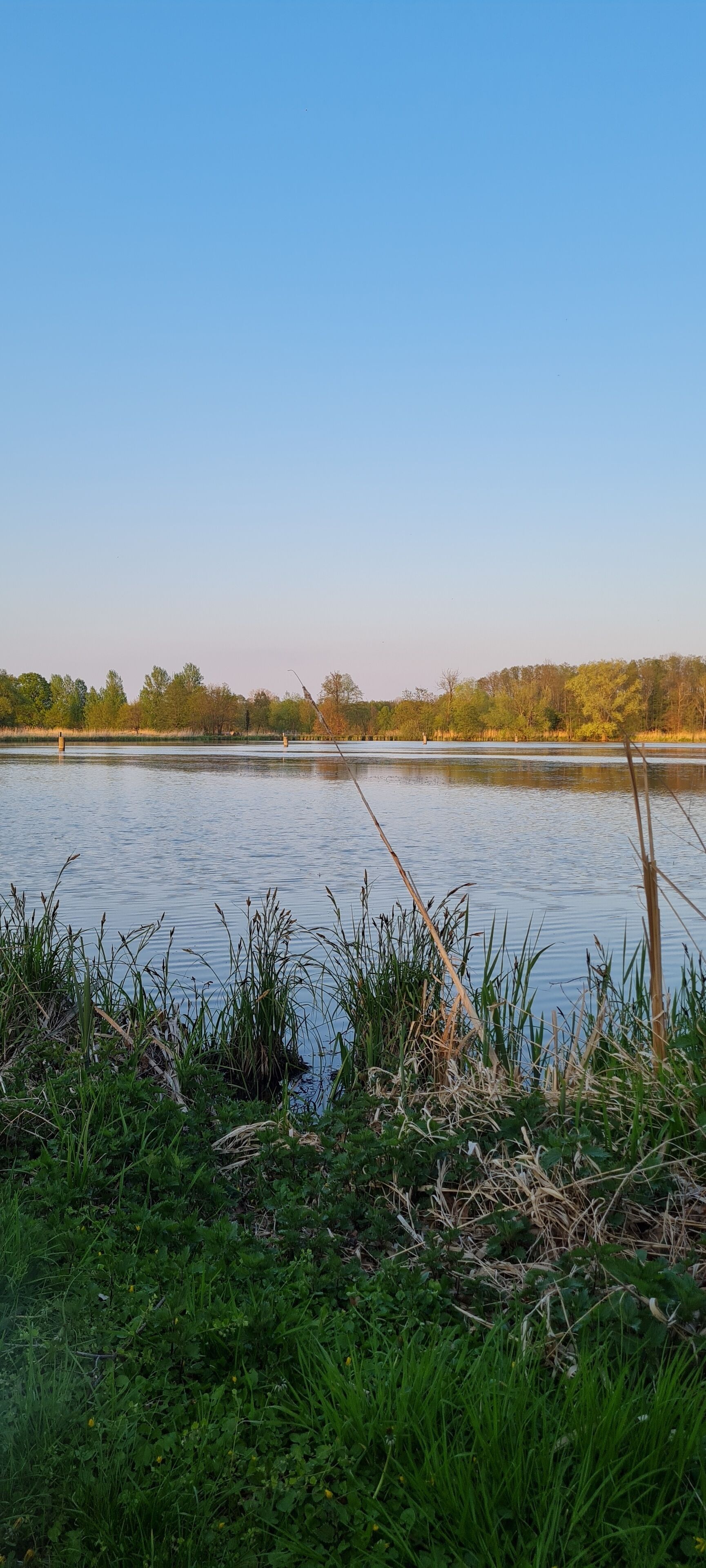 Un lago tranquilo con orilla cubierta de hierba y árboles al fondo.