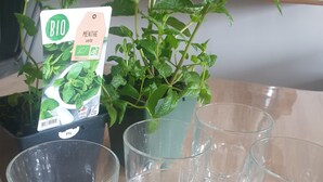 A potted mint plant with a tag, several empty glass cups, and a kitchen background. - Cosy detached house - 4 people - 2 bedrooms Terrace (Bourbourg)