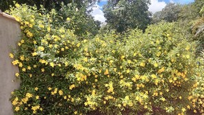 Un jardin agrémenté d’arbustes aux fleurs jaunes et doté d’une terrasse carrelée.