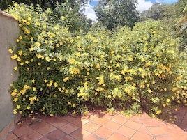 Un jardín con arbustos florecientes amarillos y un patio empedrado.