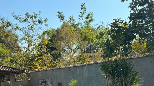 Une piscine dont le bord est revêtu de carreaux, entourée d’un mur de pierre, et un petit jardin agrémenté de fleurs violettes.