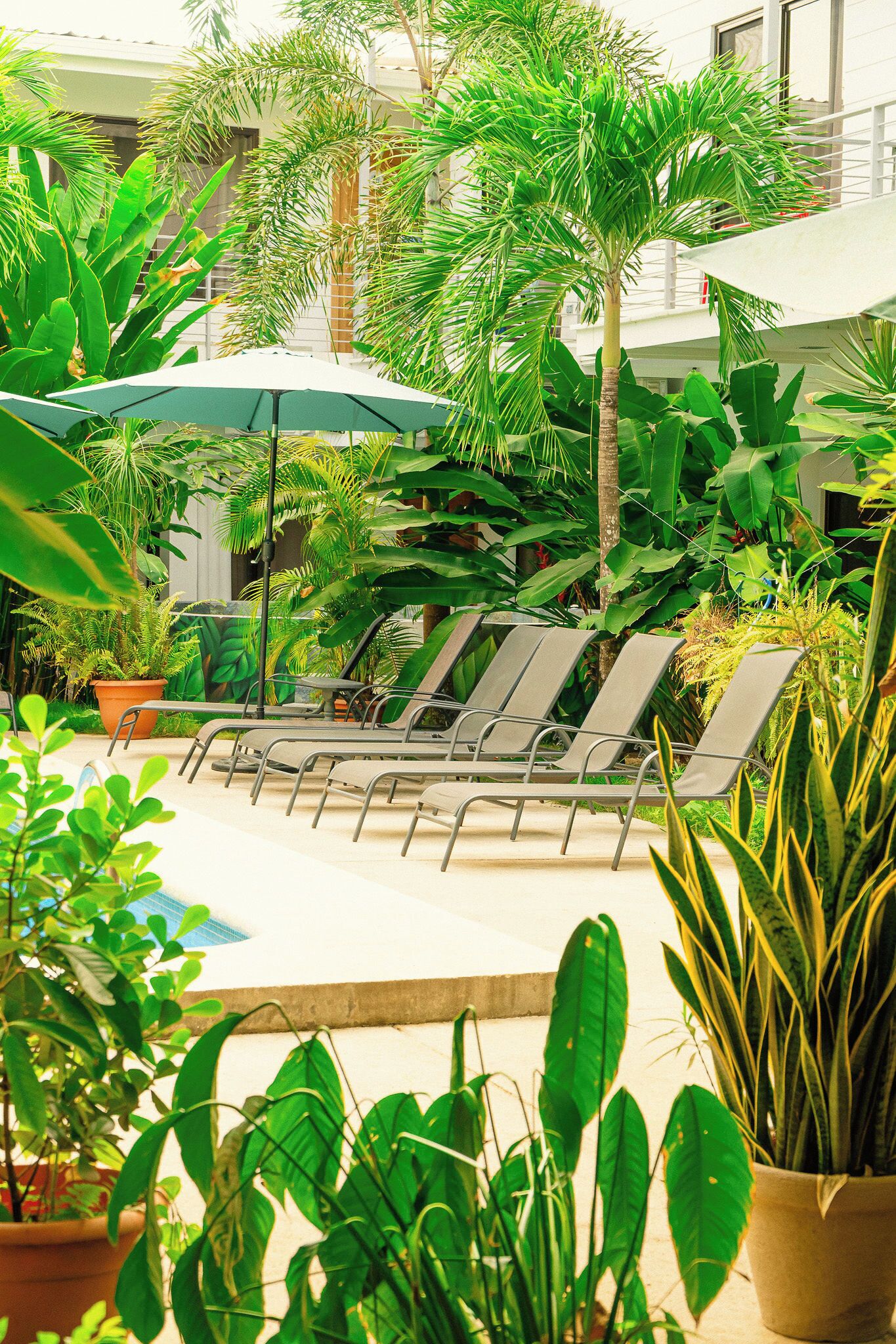 Un espace piscine aménagé avec des chaises longues et des plantes en pot.