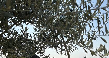 Spectacular sea view house in secret Old Town location & private terraced garden