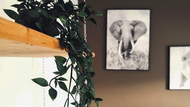 A room with wooden shelves, a hanging plant, and a framed picture of an elephant. - Cosy 2-bedroom Apartment in the Center of Hotton (Hotton)