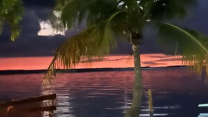 A beach scene with a palm tree and a bench.