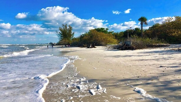 A beach with clear skies, waves, and trees.